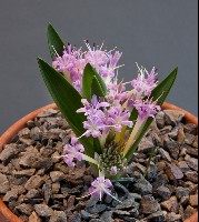 Polyxena pygmaea